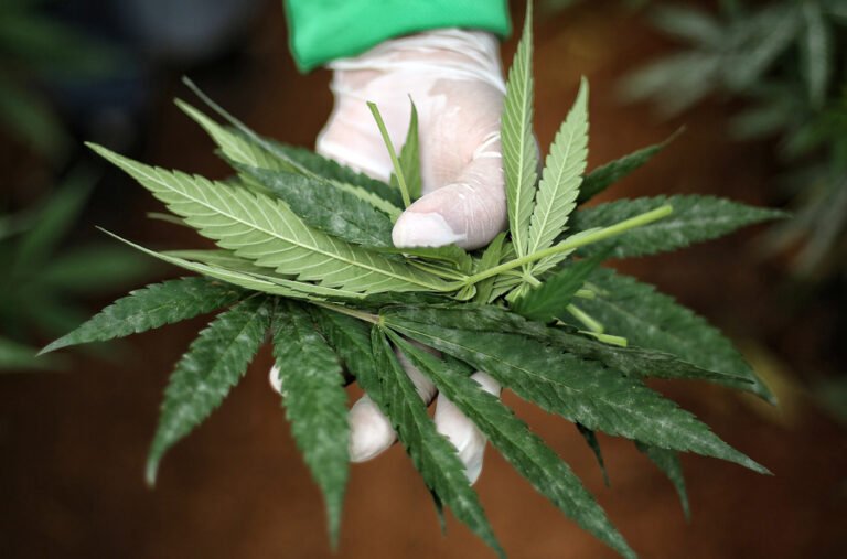 Sin pruebas de que el cannabis medicinal sea eficaz para la depresión o la ansiedad