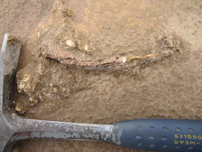 Una mandíbula fósil descubre un tetrápodo de hace 275 millones de años