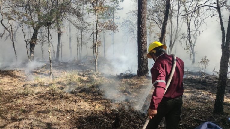Un total de 66 incendios forestales en Hidalgo