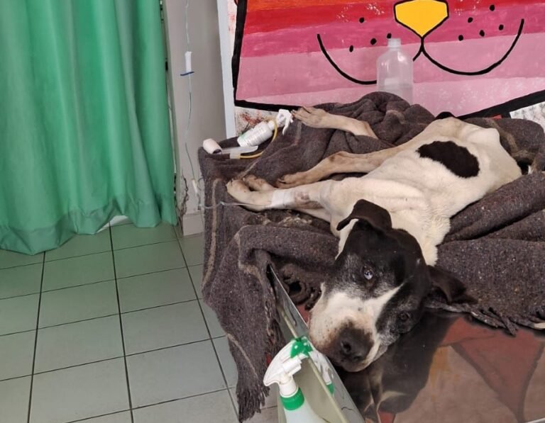 Rescatan a caninas en Los Tuzos, estaban en el abandono