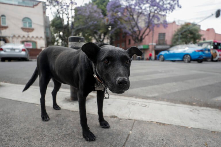 Polémica en México por el sacrificio de más de 10 mil perros entre críticas a su legalidad