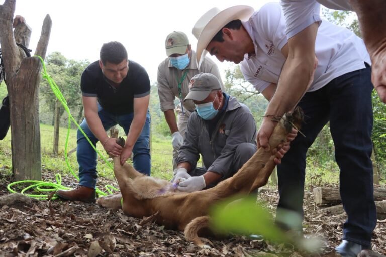 Refuerzan atención y control del gusano barrenador
