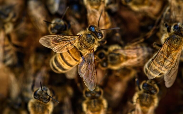 Proponen dar protección prioritaria a las abejas