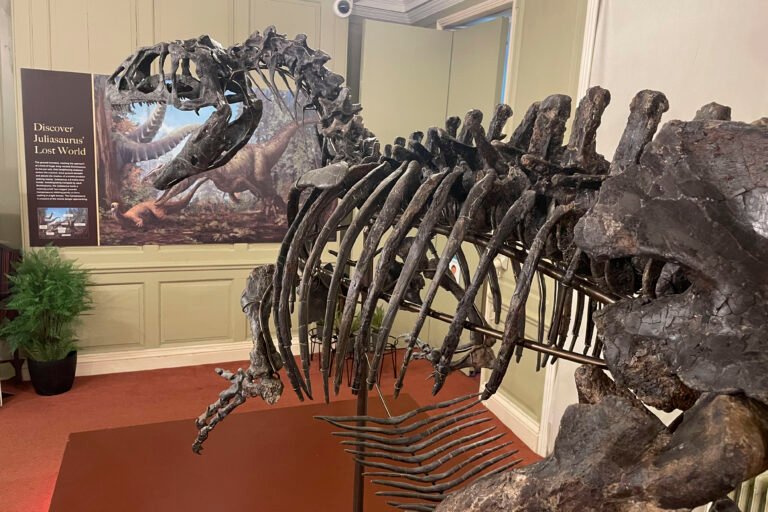 Un esqueleto de dinosaurio de 6 metros de largo se exhibe por primera vez 