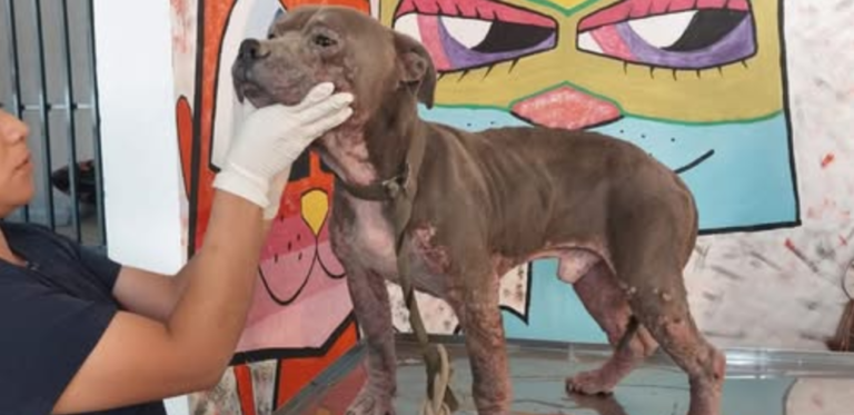 Denuncian posibles violaciones al derecho animal en la Proespa 