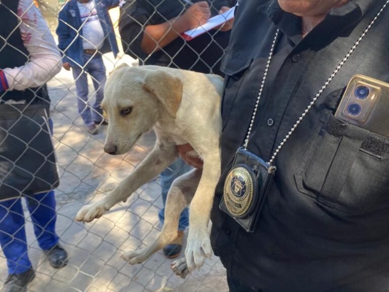 Exhortan a la Proespa en materia de prevención del maltrato animal