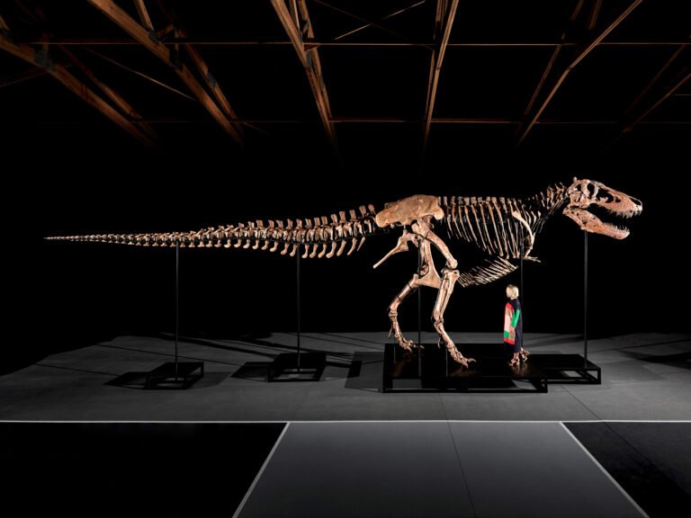 A subasta en Nueva York uno de los T.rex más grandes