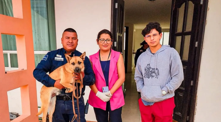 Abandonan dos perros en el fraccionamiento Media Luna