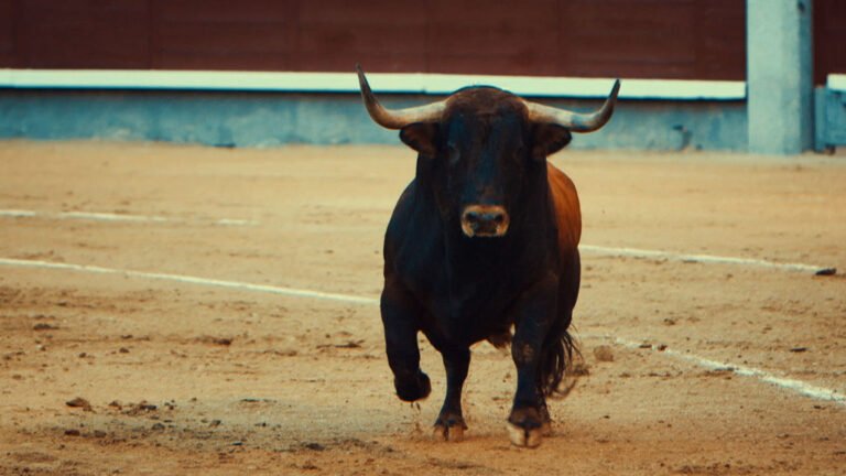 Biofutura y colectivos buscarán abolir la tauromaquia