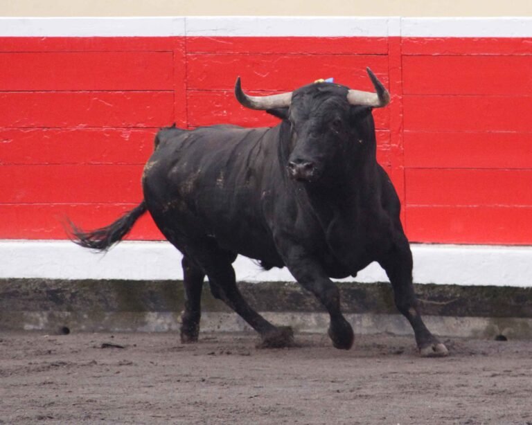Rechazan consulta respecto a las corridas de toros