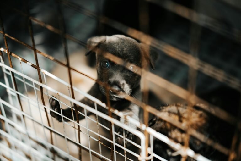 Investigan presunto hacinamiento de perros en domicilio particular 