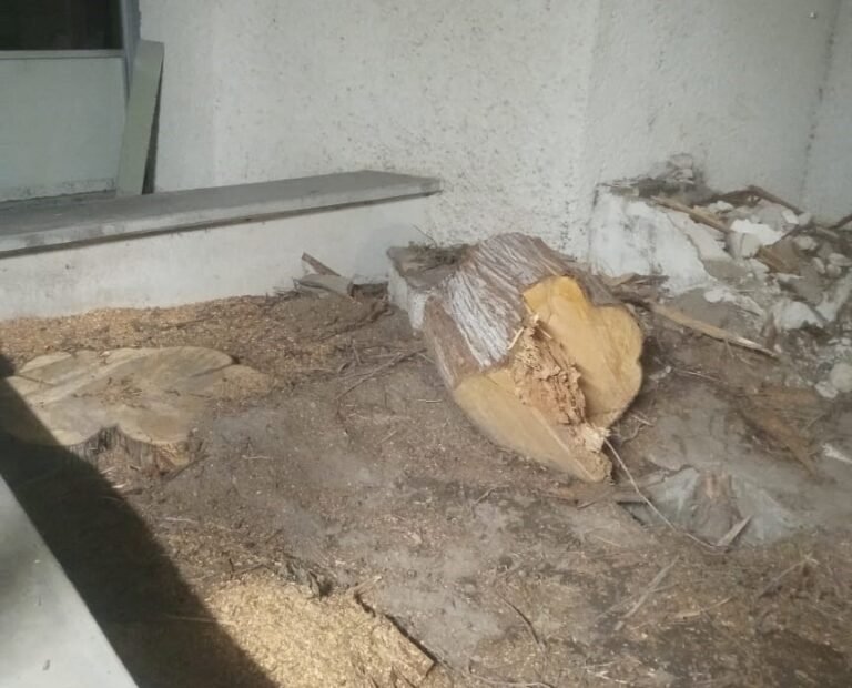 Continúa inconformidad por tala masiva de árboles en Ciudad del Conocimiento