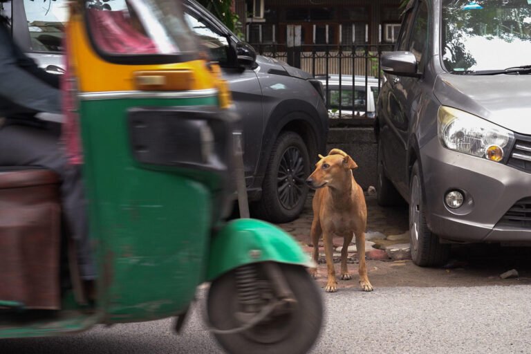 El Supremo indio avala la eutanasia de perros rabiosos