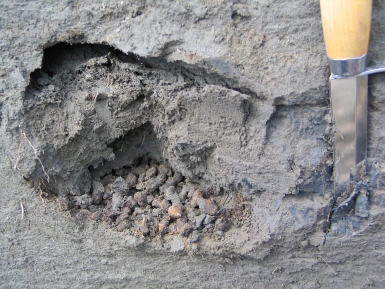 Los excrementos de ardillas prehistóricas encierran detalles de la historia del Ártico