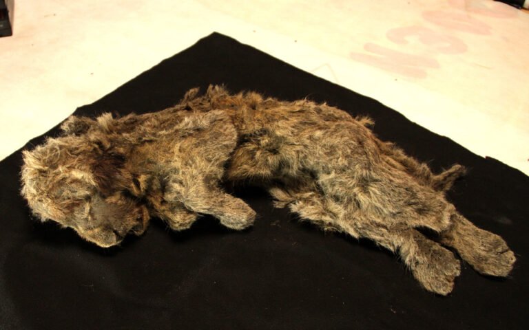 El león de las cavernas y el actual son especies distintas desde 1,5 millones de años