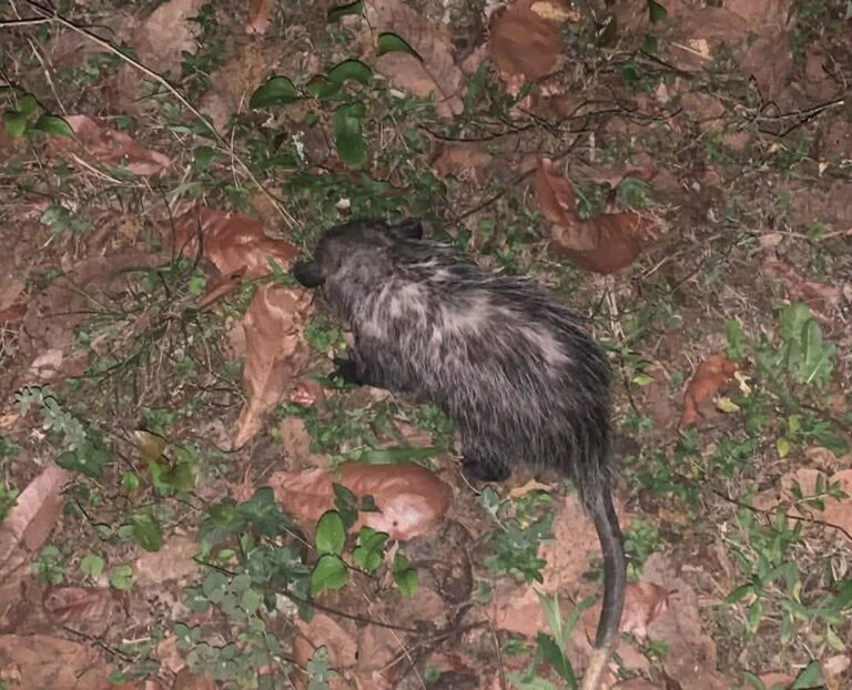 Biofutura exhorta a evitar cambio de uso de suelo en zona contigua al Cerro de Cubitos