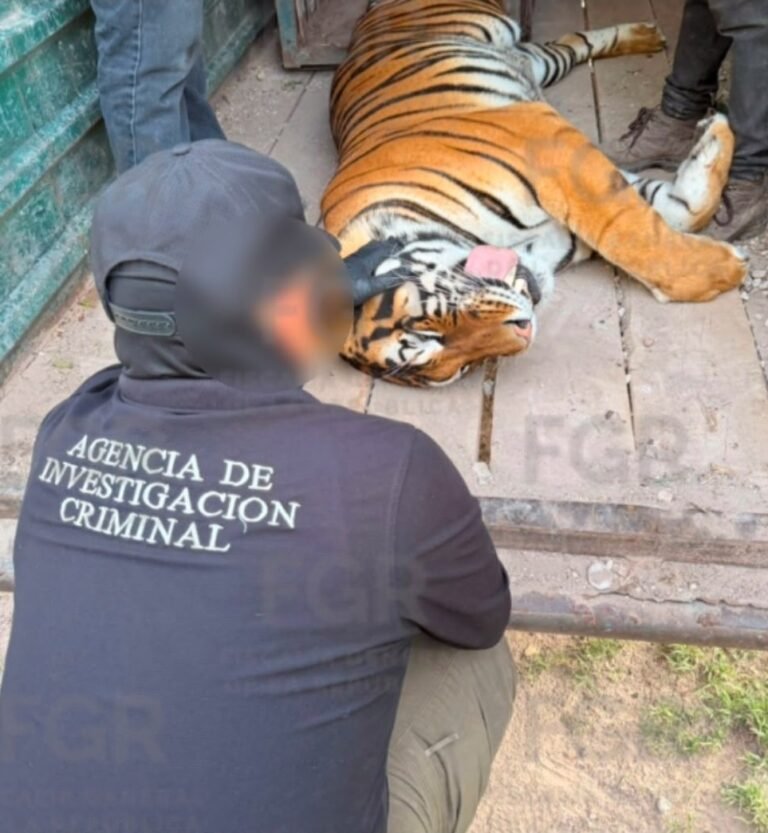 FGR aseguró en un cateo 3 tigres de bengala, 32 equinos y otros animales
