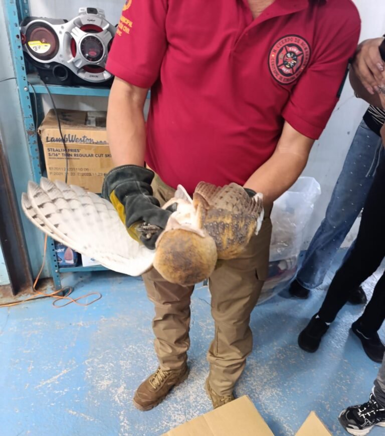 Liberan y rescatan a lechuza en Cuautepec