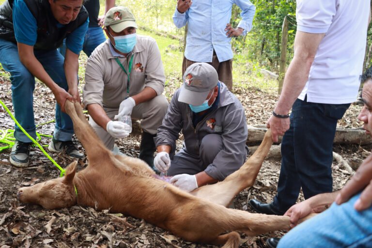 Sin registro de defunciones humanas por gusano barrenador
