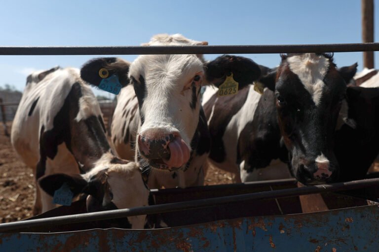 Ganaderos refuerzan las medidas por plaga de gusano barrenador