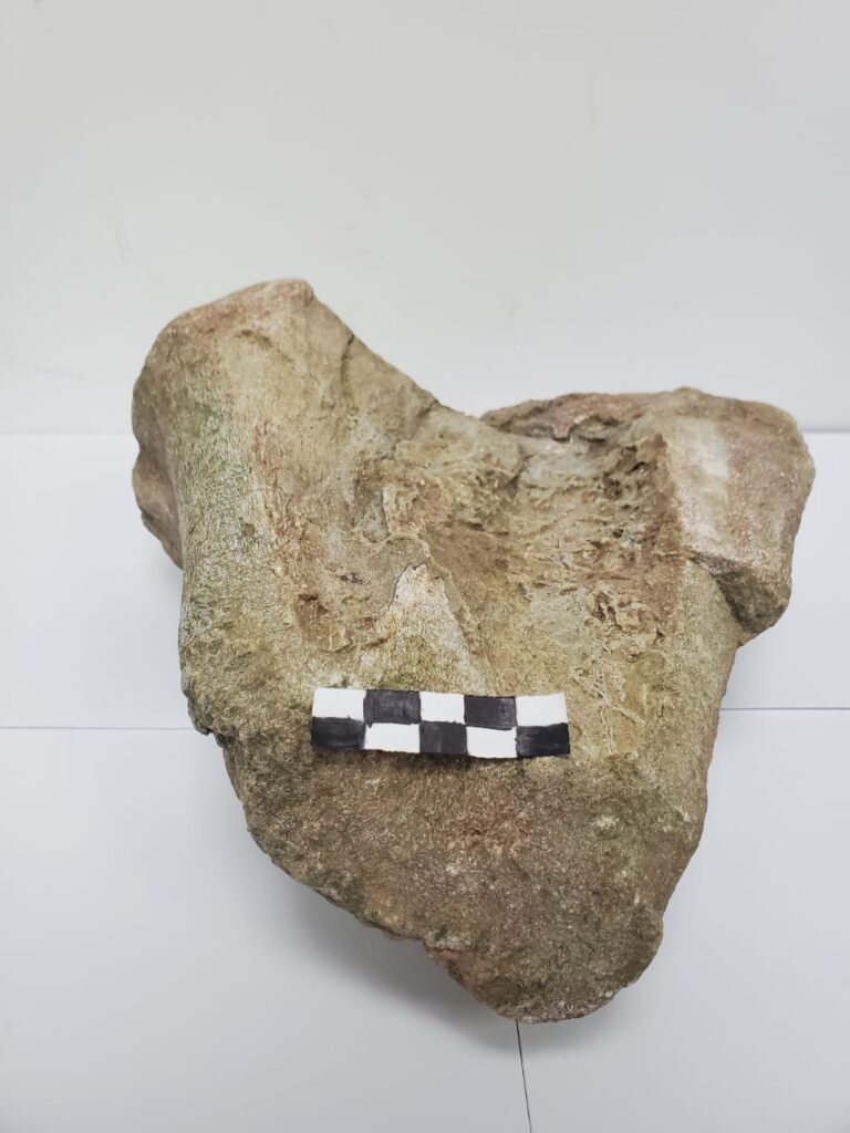 Investigadores registran por primera vez un fósil de dinosaurio en la Amazonía de Ecuador