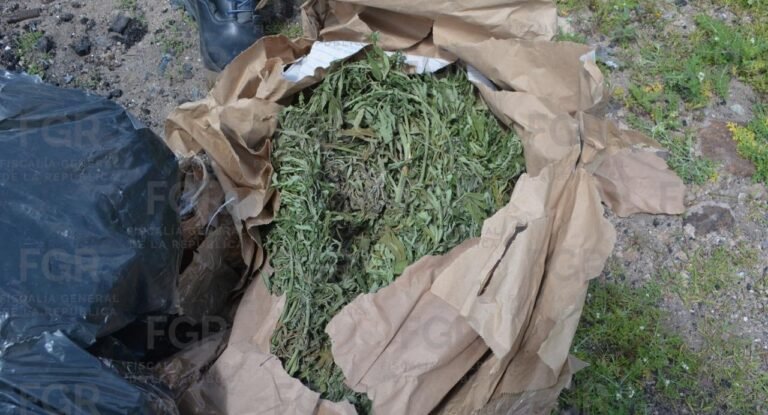 La FGR Hidalgo, incineró 20 kilos de marihuana y 21 plantas