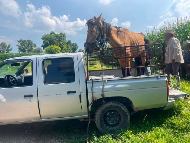 Rescatan a equino en Tula de Allende tras denuncia por condiciones de vulnerabilidad