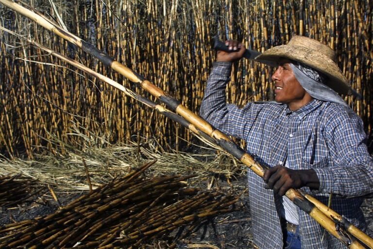 México ampliará sus exportaciones de azúcar a EEUU tras un aumento del 512 por ciento en la demanda