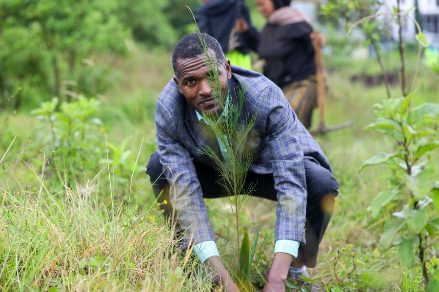 Etiopía busca plantar 800 millones de árboles en un solo día frente al cambio climático