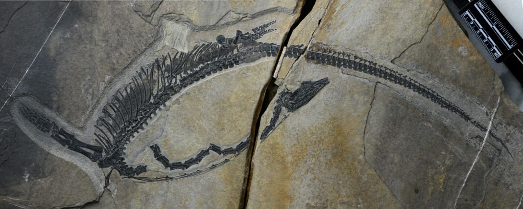 Un fósil permite identificar los órganos internos de un reptil marino prehistórico