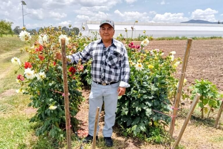 Apuestan por conservar y mejorar la Dalia, considerada un símbolo floral de México