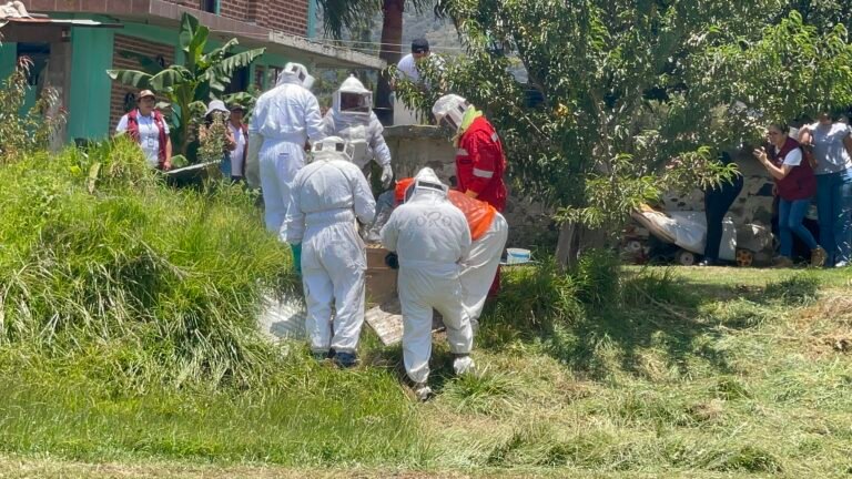 Impulsan la protección de las abejas y productos derivados de la miel a través de la Escuela del Campo