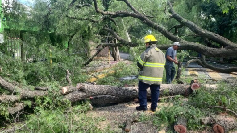 Cayó árbol en Avenida Tolteca, Protección Civil lo retiró