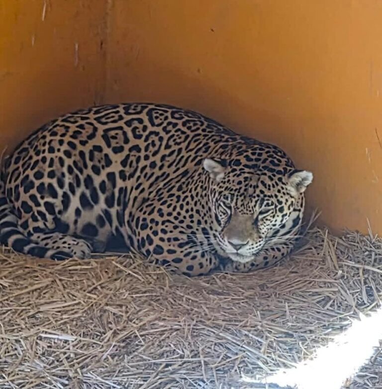 Arriban al Zoológico de Tulancingo nuevos ejemplares provenientes de Veracruz