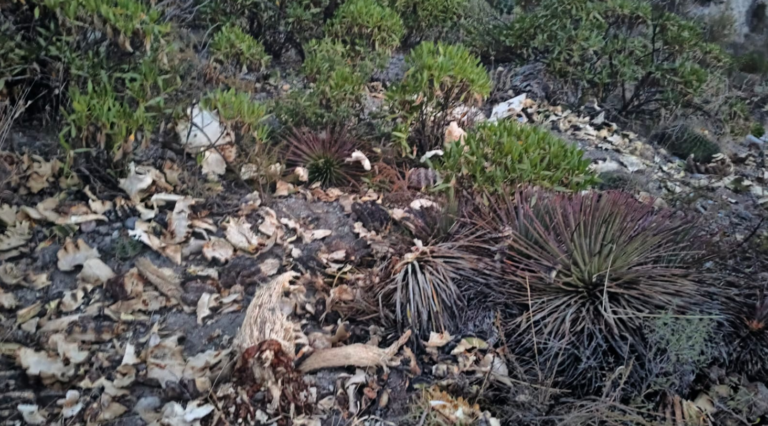 Biofutura denuncia en Profepa daño de especies silvestres protegidas en Ixmiquilpan