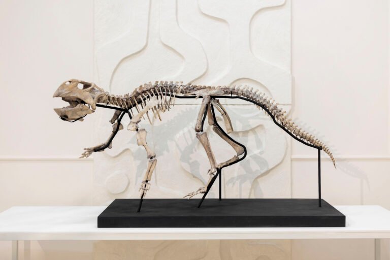 Esqueletos de dinosaurio y fósiles, artículos de lujo a la venta en una galería de Moscú