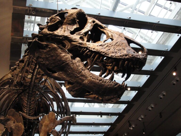 El TyTyrannosaurusrannosaurus rex era de sangre caliente y se sabe por sus dientes
