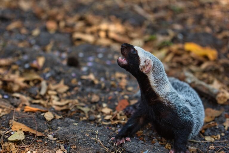 Biofutura descubre ejemplar de grisón