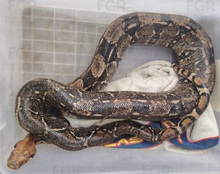 Lo descubren con Boa Constrictor, lo detuvieron y lo vinculan