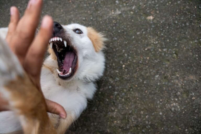 Incrementan las atenciones por mordeduras de perro