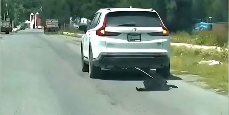 Alcaldía de Zempoala fija postura en torno a maltrato animal