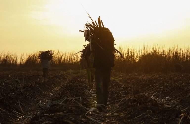 Destinan 78 millones de dólares a restaurar tierras en África