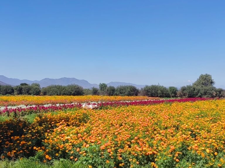 Tras restricción ejidal, floricultores buscan reubicar Feria de las Flores Doxey 202