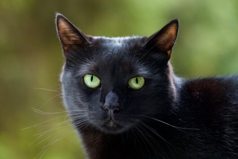 Exhortan a evitar sacrificio de animales por ritual o creencia en Día de Muertos