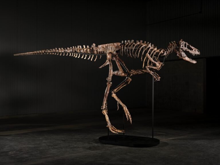Un esqueleto de Nanotyrannus se vende por 47,3 millones en una subasta en Nueva York