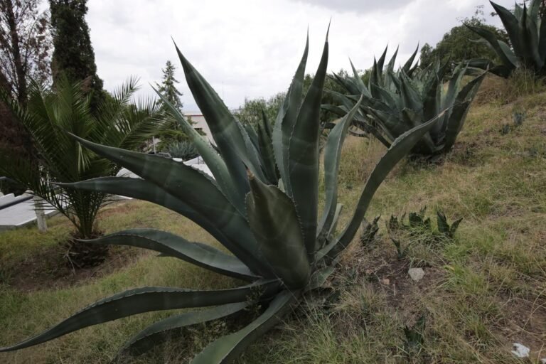 UAEH identificó 28 variedades de maguey en 24 localidades hidalguenses