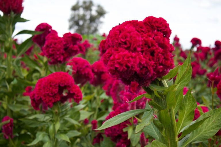 Alistan floricultores venta de flores para el Día de Muertos
